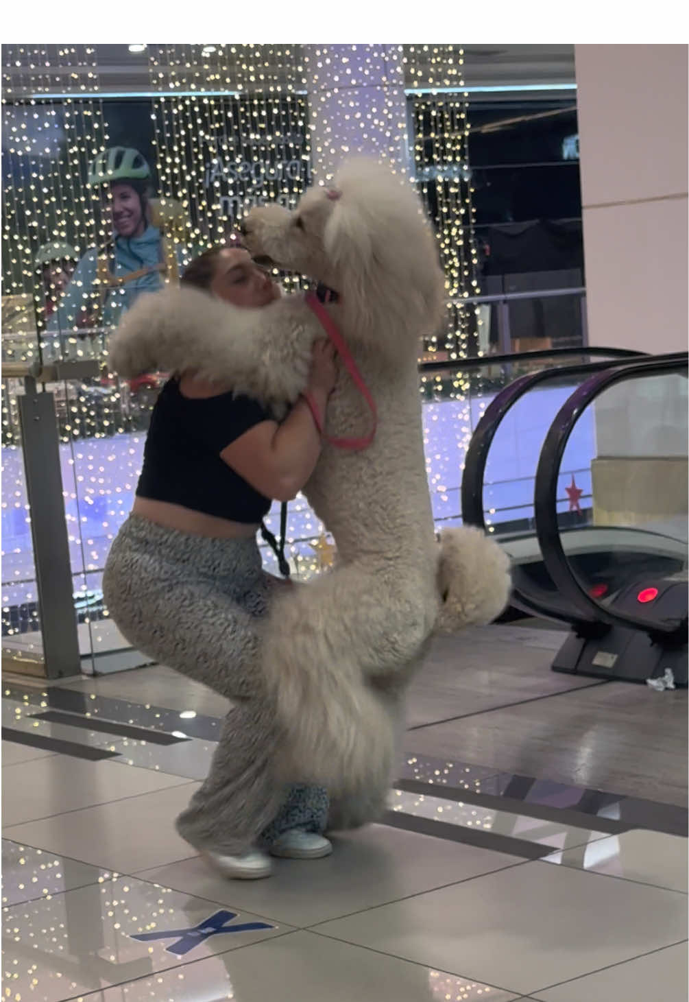 WTFFFFF ! #perro #chile #mall #poodle #giantpoodle #dog #icedog #firedog #exoticdog #pet #exoticpets #exoticanimals @...