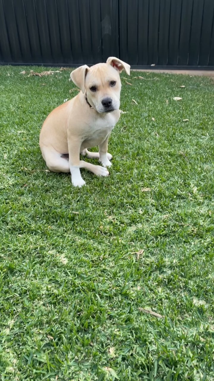 Puppy