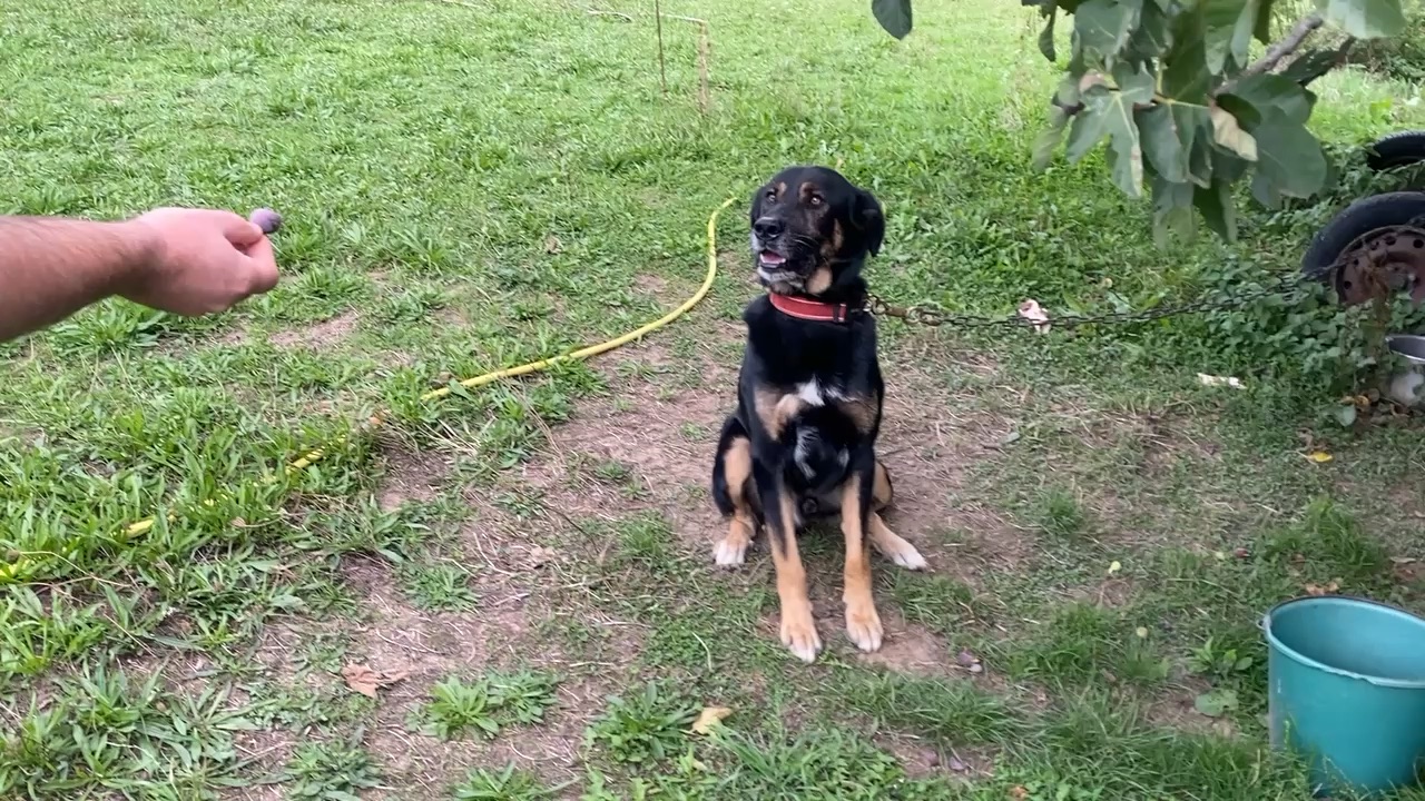 Good dog
