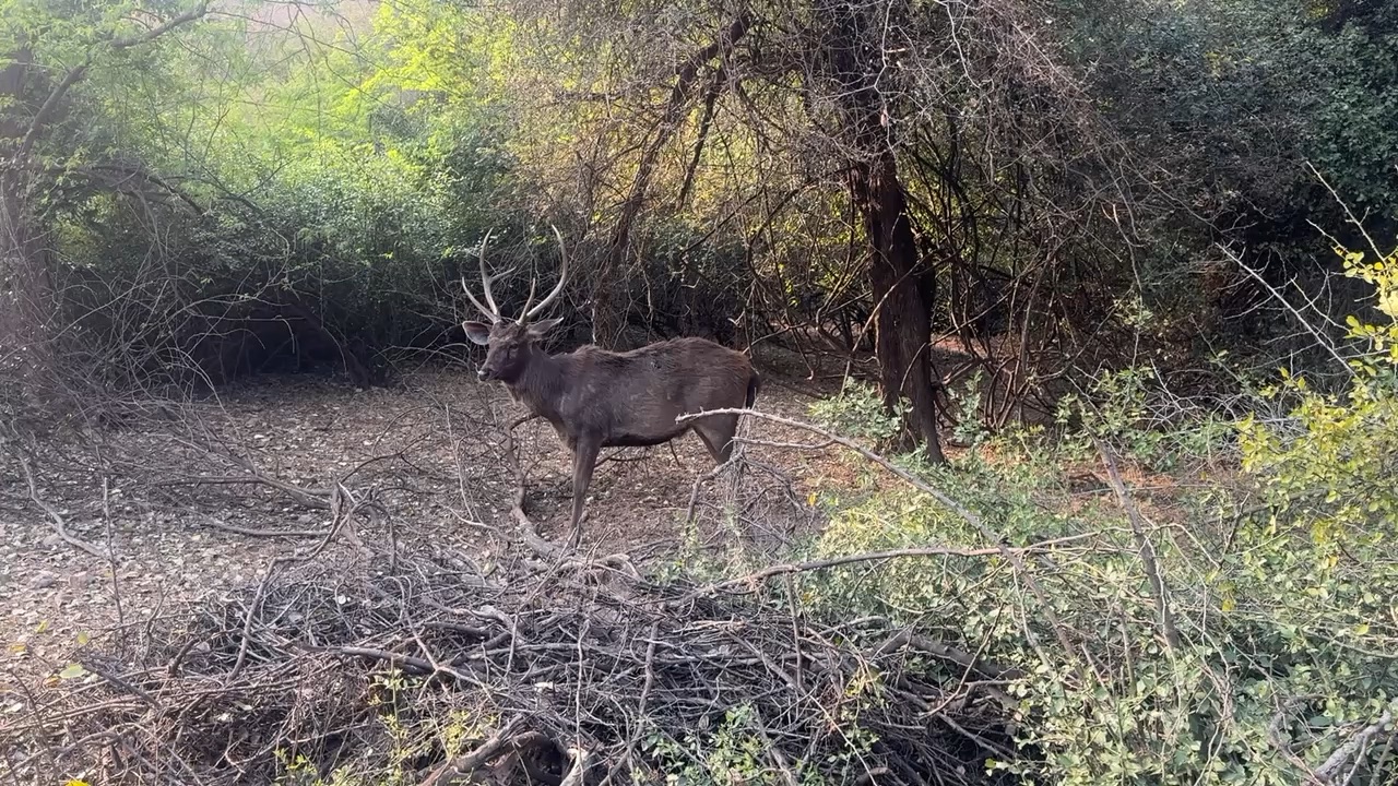 Animals