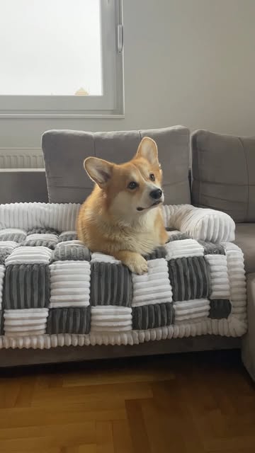 Sherlock was saved @funnyfuzzy_pet @funnyfuzzyuk With the code “sherlock30” you can get a 30% discount on the funnyfu...