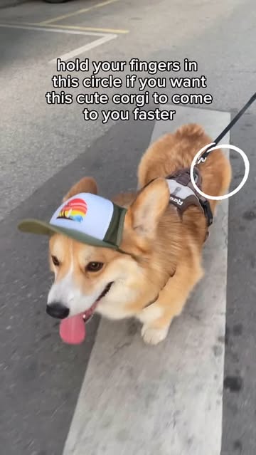 🧢🐾 Sherlock is rocking the cutest hat from @puplid Now his eyes are protected from the sun, and he looks like a rea...