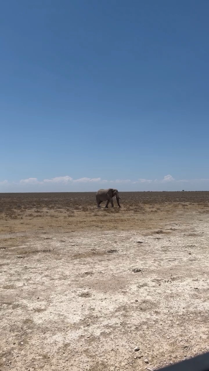 Elefant