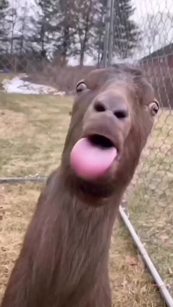 Llamas Just Wanna Have Fun #Llama #funnyllama #talkingllama #viralllllll #funnyvideo
