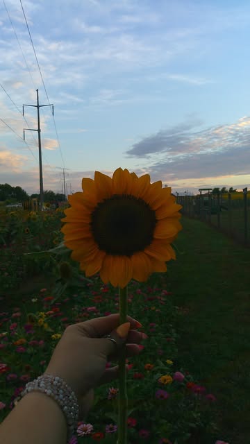 Looking for flowers in East TN? Head to @nightfallacres for some of the prettiest sunflowers! 🌻💗✨ • • • • • #sunflo...