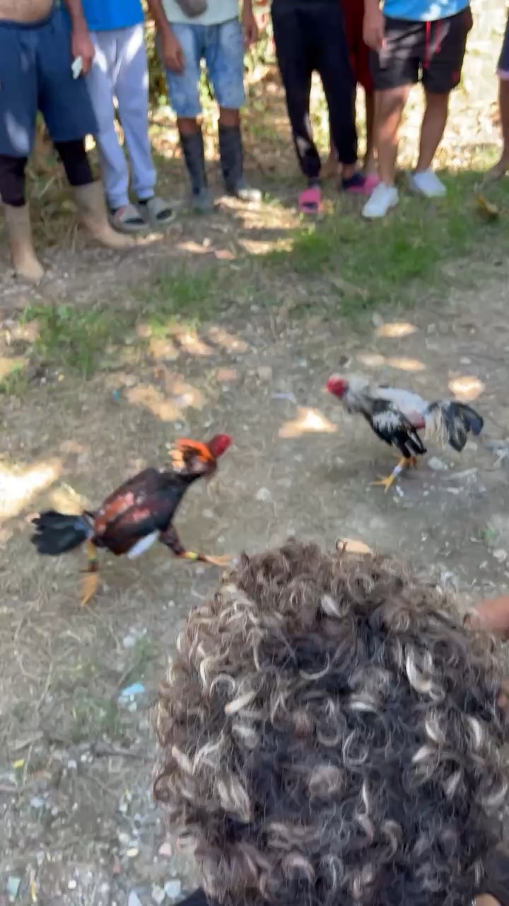 Gallos