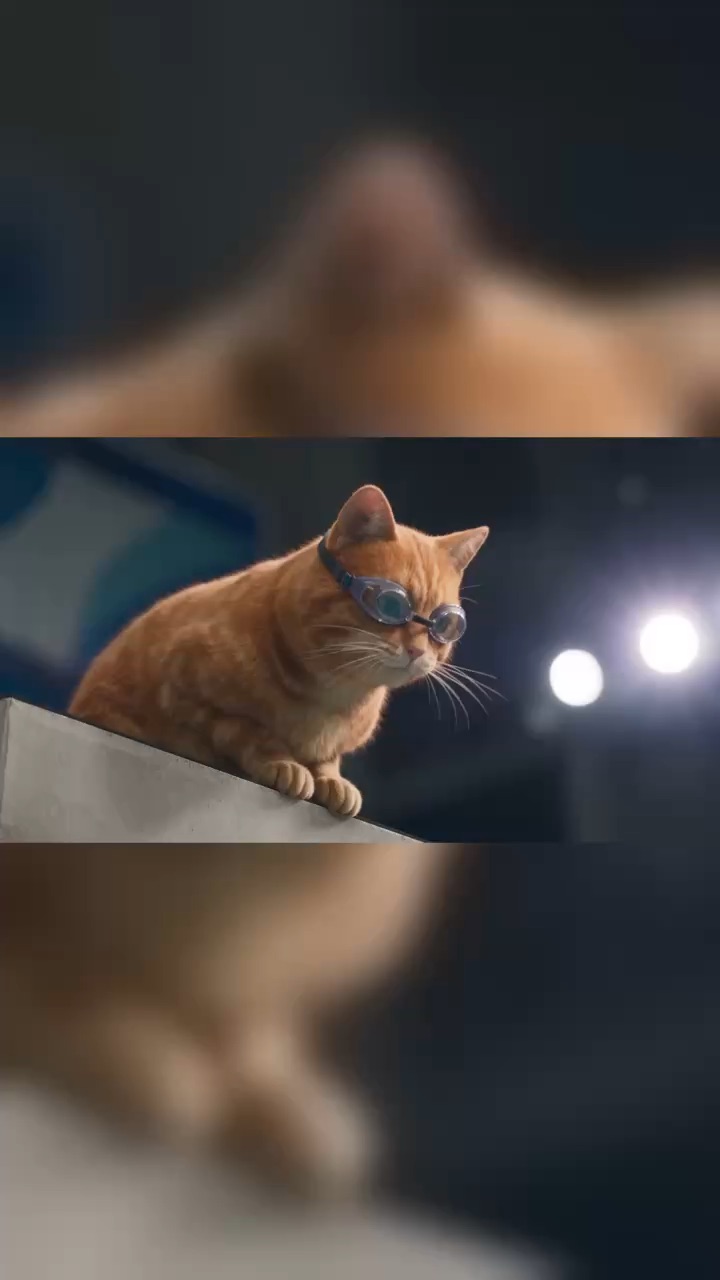 The diving cat