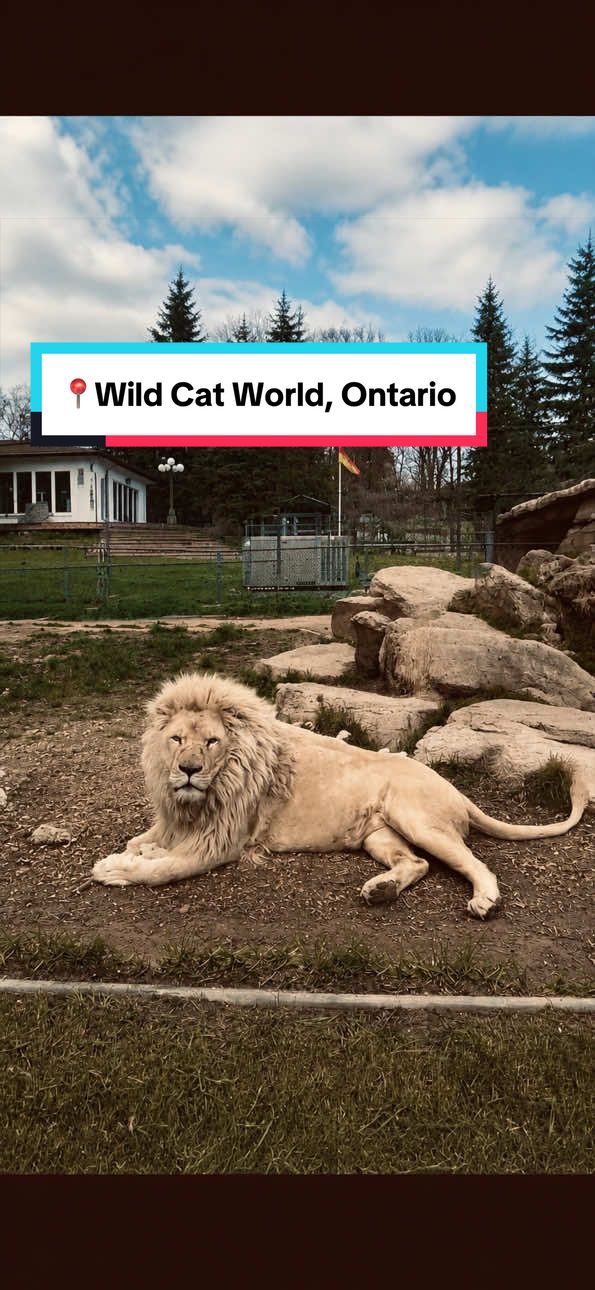 📍 Jungle Cat World Wildlife Park.#ontario #blowthisup
