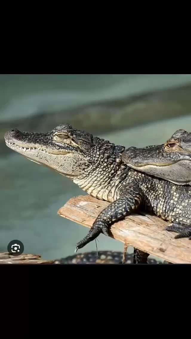 Looking cool while sunbathing