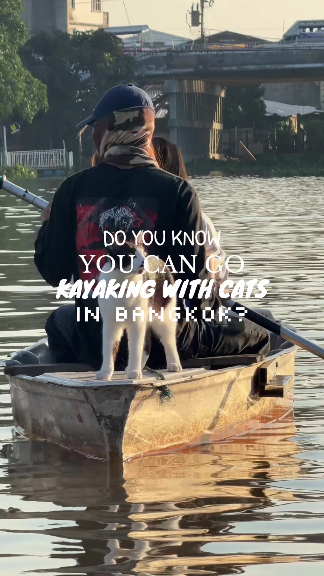 🐈🐈‍⬛ #cat #thailand #bangkok