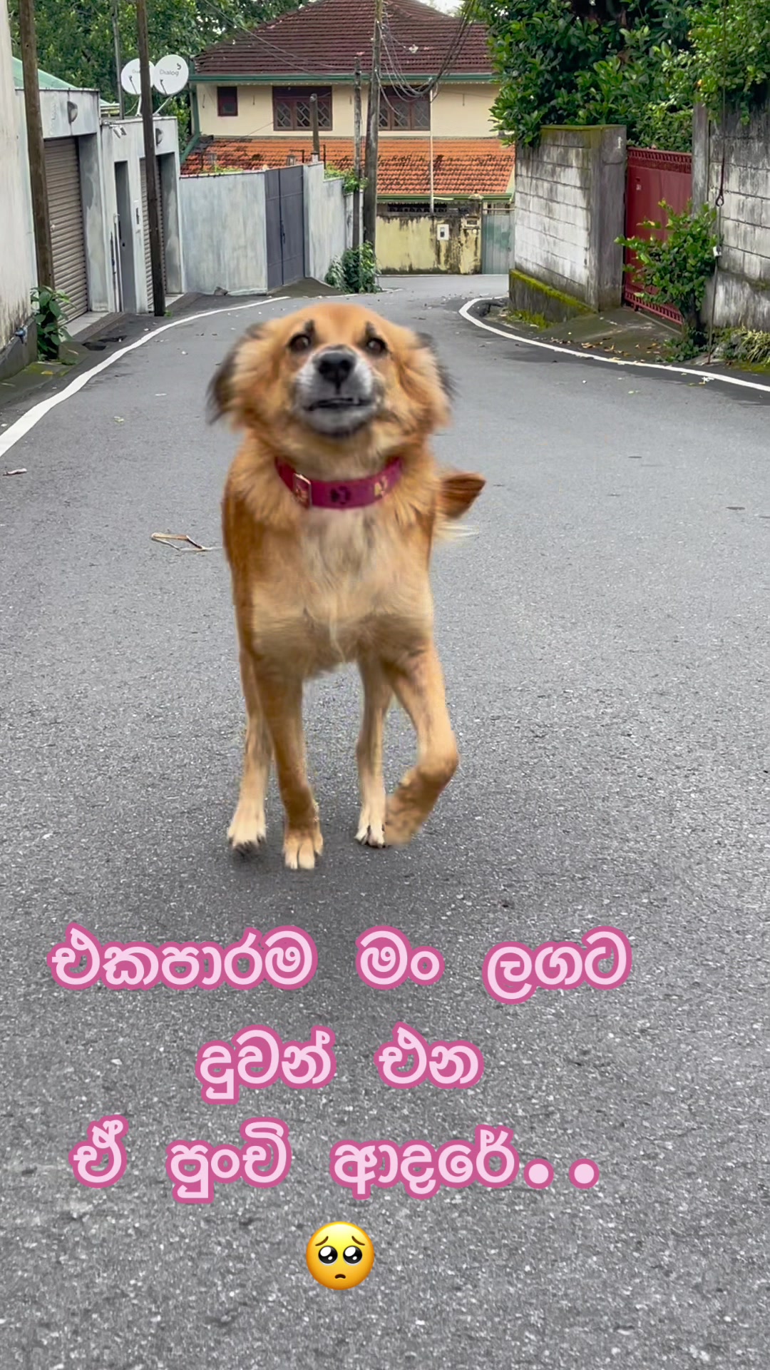 පුංචි ආදරේ ♥️#foryou #foryoupage #onemillionaudition #straydog #lovelydog #dogsoftiktok #sharesomelove #fypage ##vira...