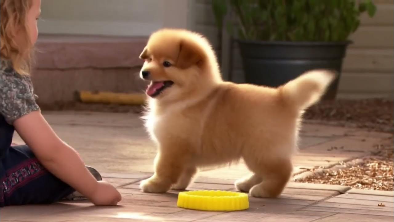 Puppy’s First Spin Puppy’s First Spin
