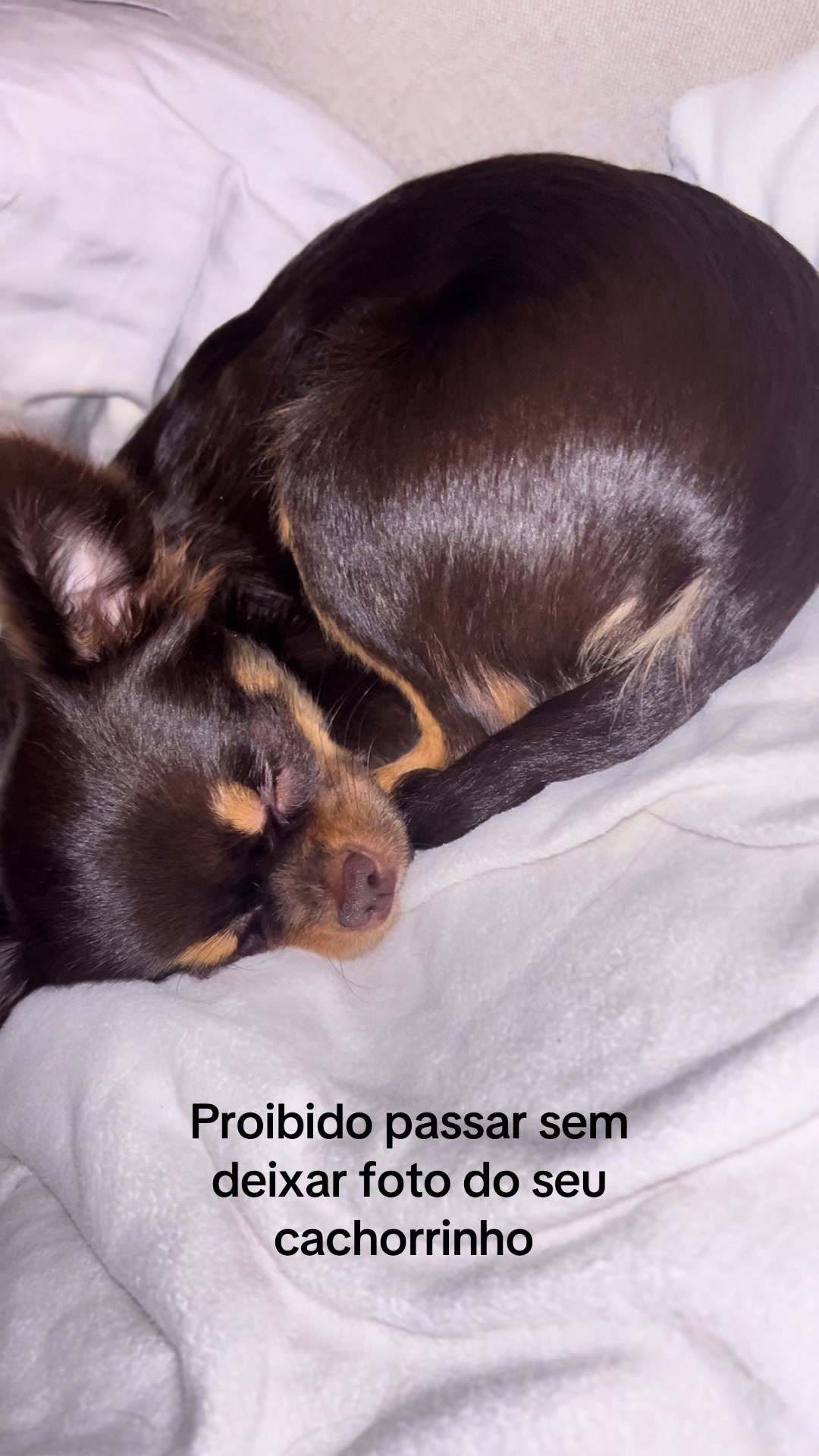#fyp #chihuahua #cutepets #tiktokviral #pet