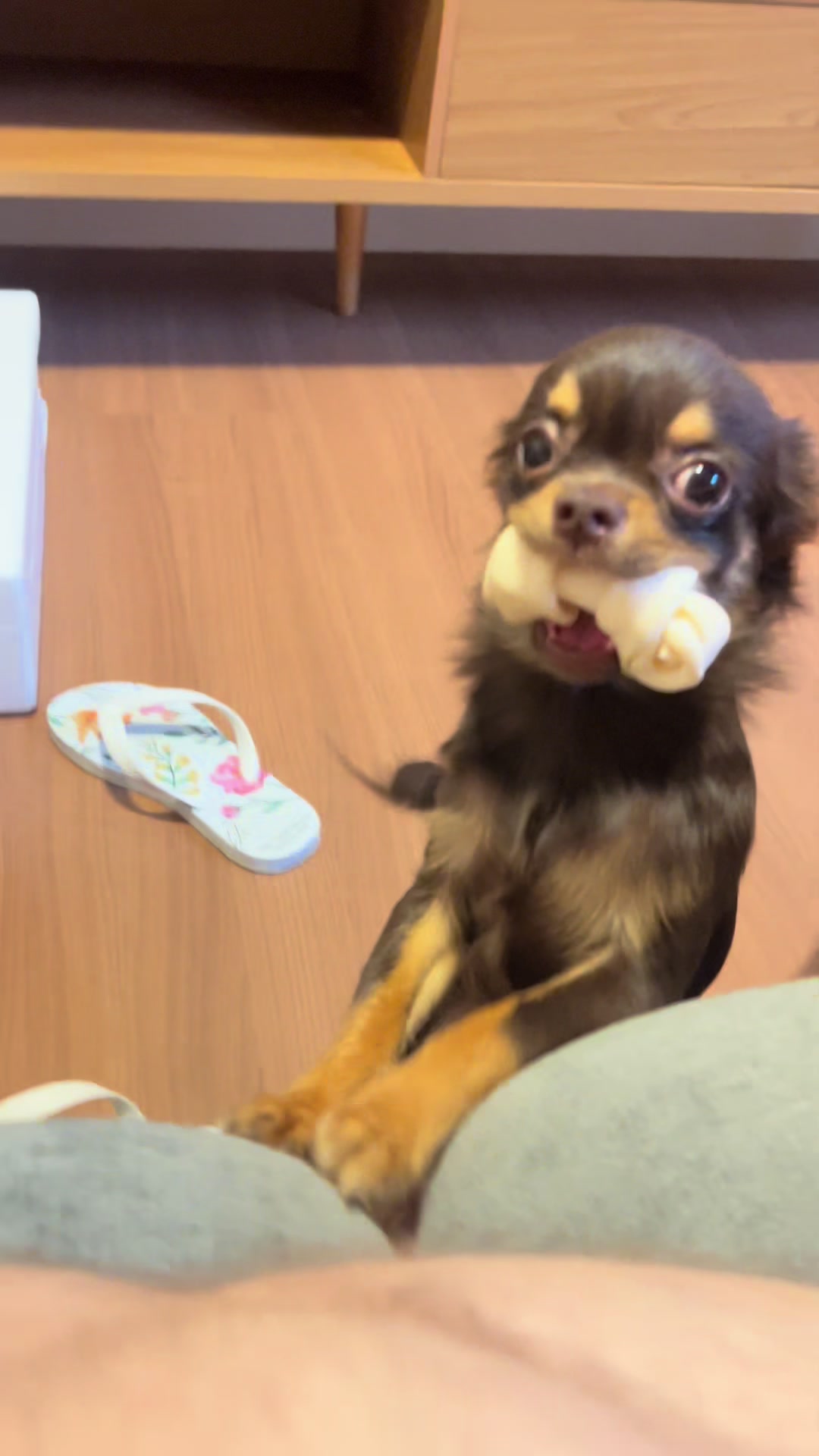🐶🤏🏼 #fyp #cutepets #chihuahua #tiktokviral #pet