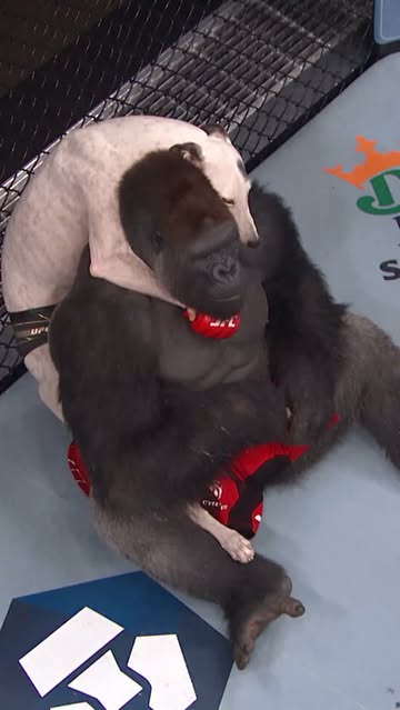 Send King Kong 2-3 years Dagestan and forget ✈️ #dogs #mma #ufc