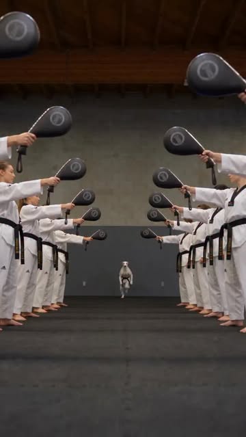 Hold my 10th dan black belt 🥋 #taekwondo #martialarts #tkd #greyhound