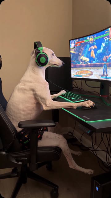 A DAWG when you bother them gaming 🎮 Created with @higgsfield.ai #dog #gaming #angry #fighting #gamer