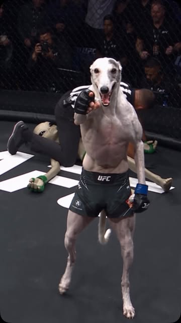 The UFO files are officially closed 👽 #alien #ufc #mma #fight #greyhound