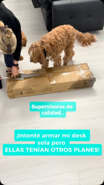 😍 Mis compañeras de trabajo no saben armar muebles… Pero nadie supervisa con tanto cariño como ellas 🐾💘 Nueva esqu...