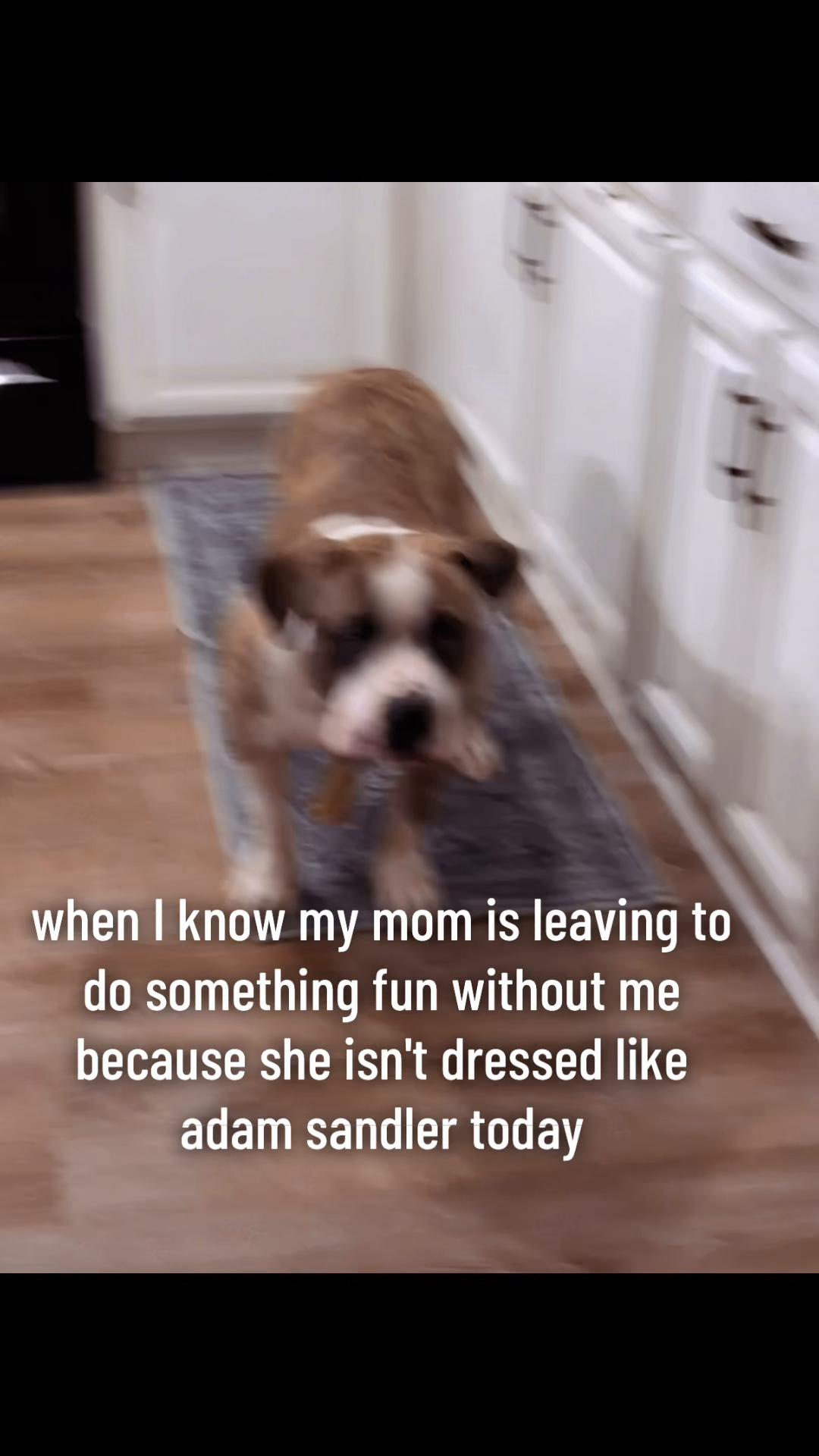 #pitties #pittylove #pitbullsoftiktok #emotionalsupportdog #funnydogvideo