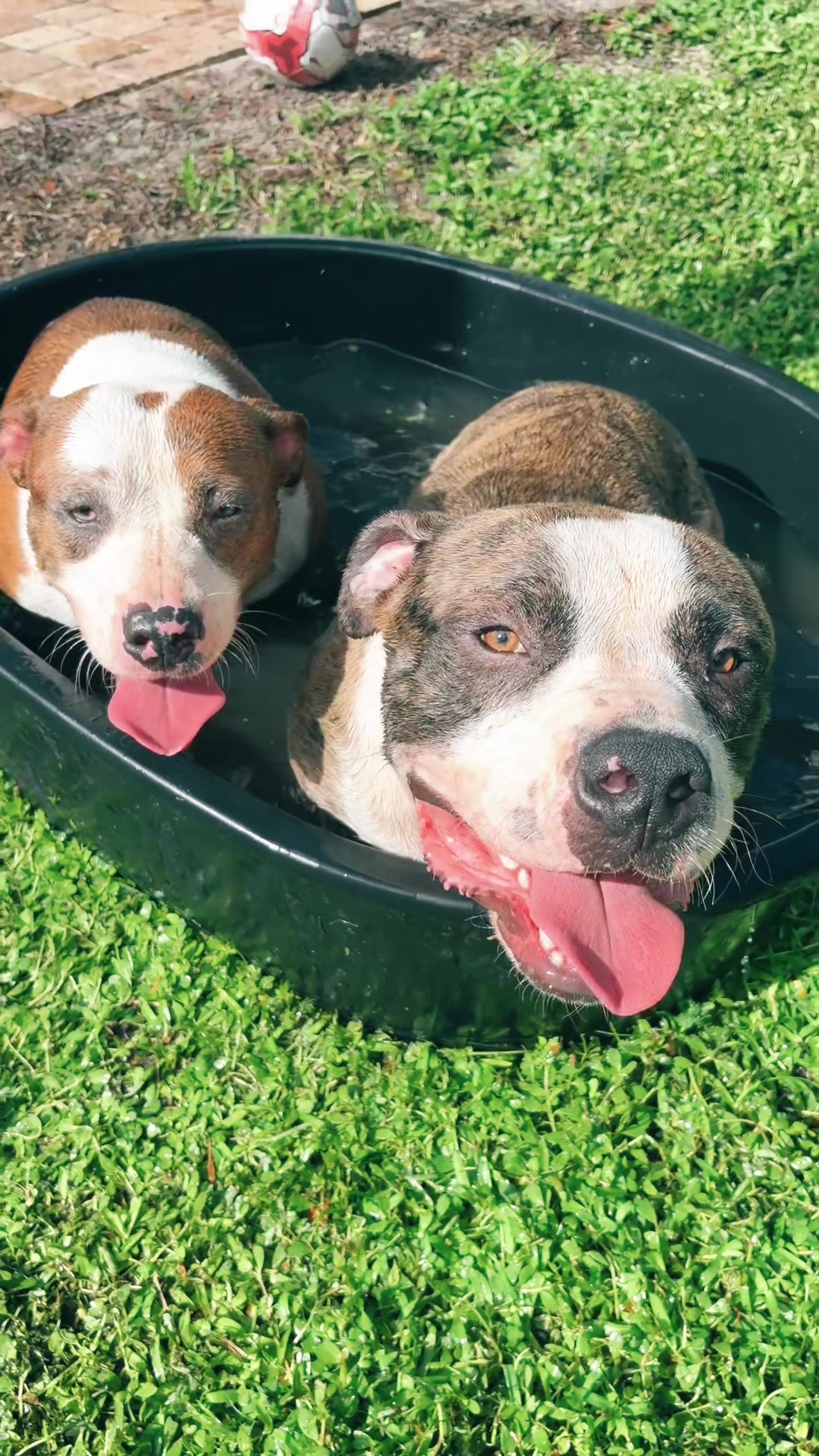 Sunday mornings with my Puppy heads #bulldog #puppiesoftiktok #americanmuscle