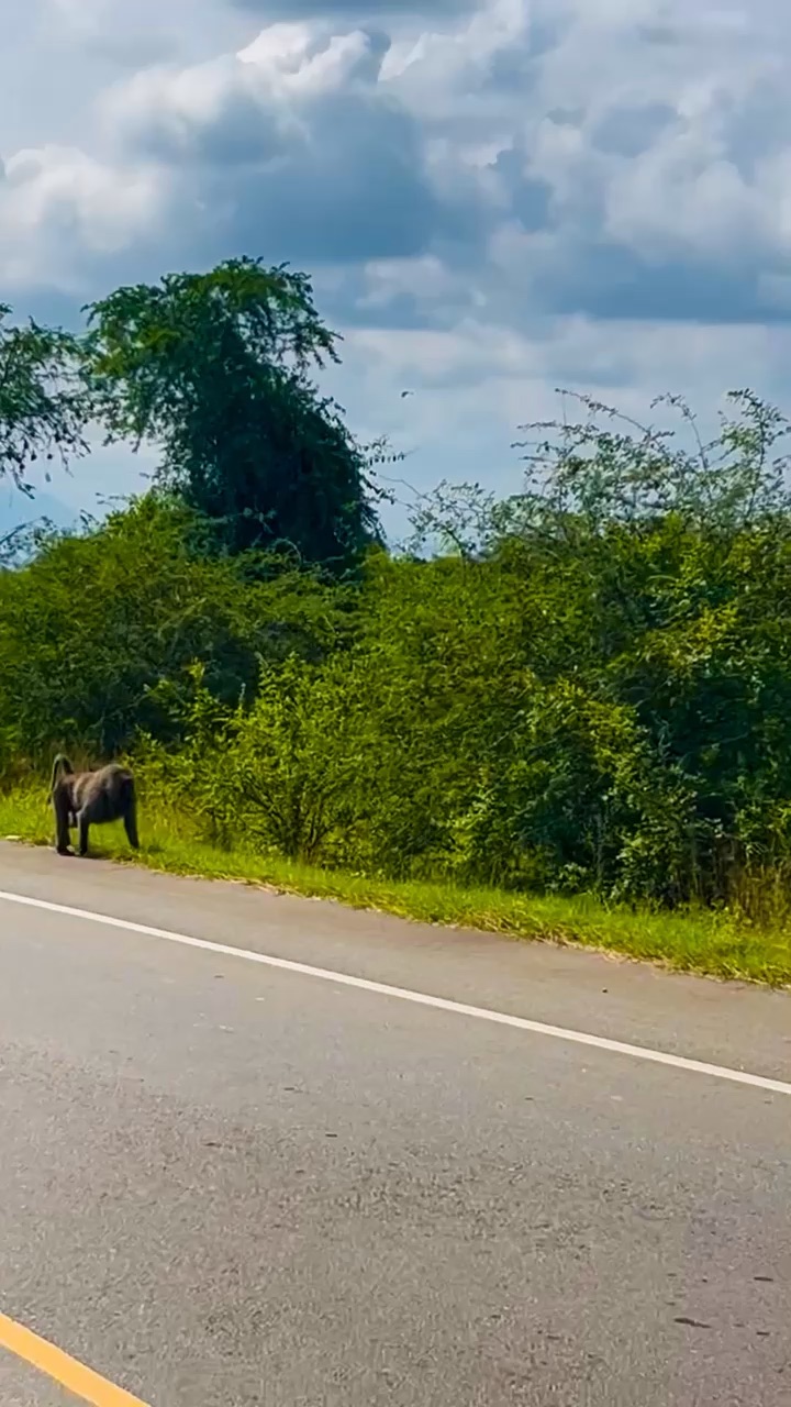 Wildlife