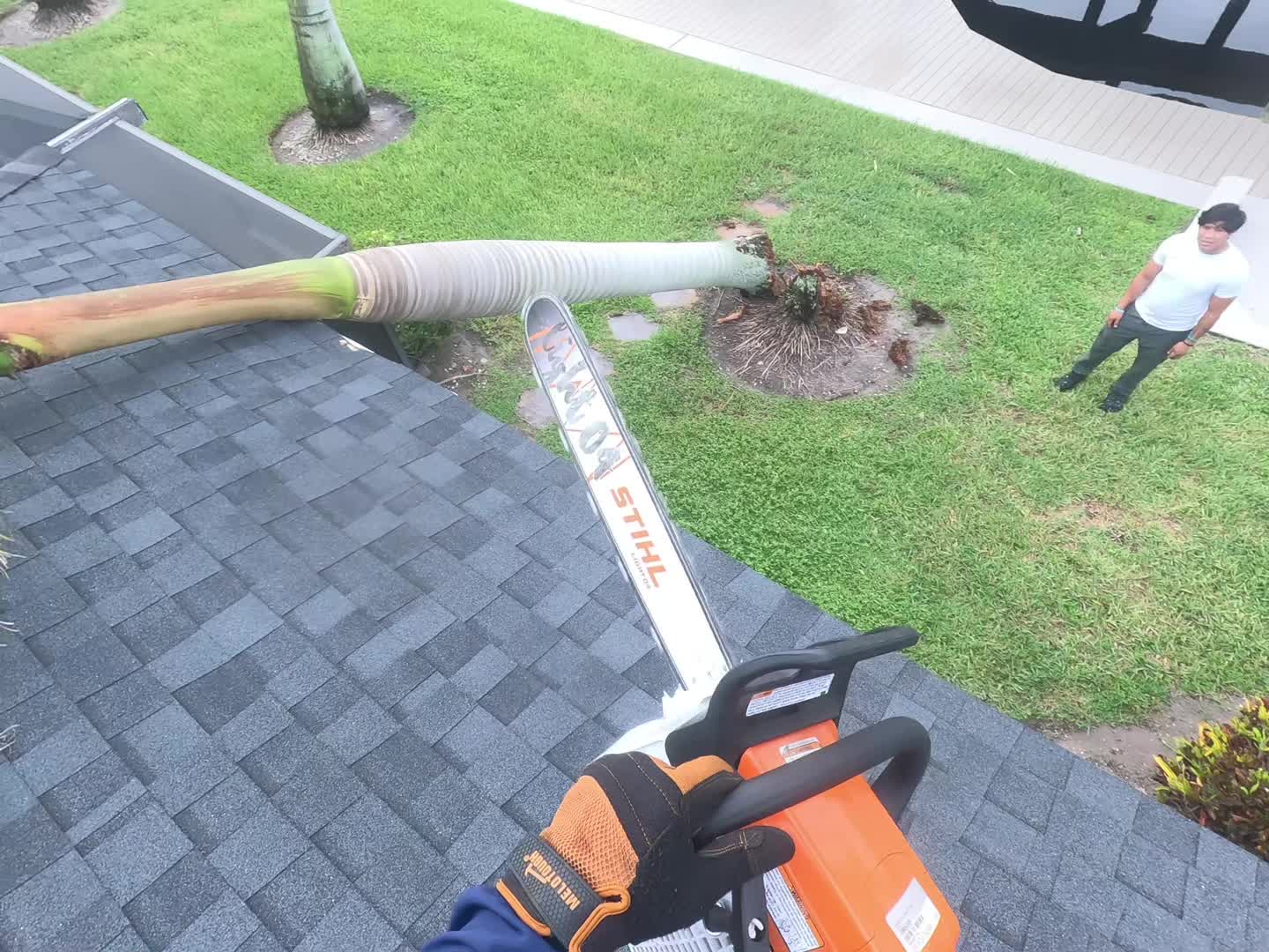 #treeservice #LIVEIncentiveProgram #JustGoLIVE #PaidPartnership