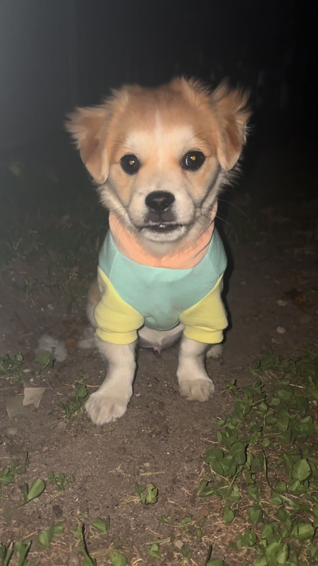 Toilet training is going well…mostly 😂 🐶 #doggs #mypet #puppyfunnyvideos #puppylife #mypuppy
