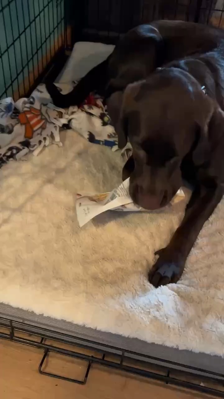 Pet UCG