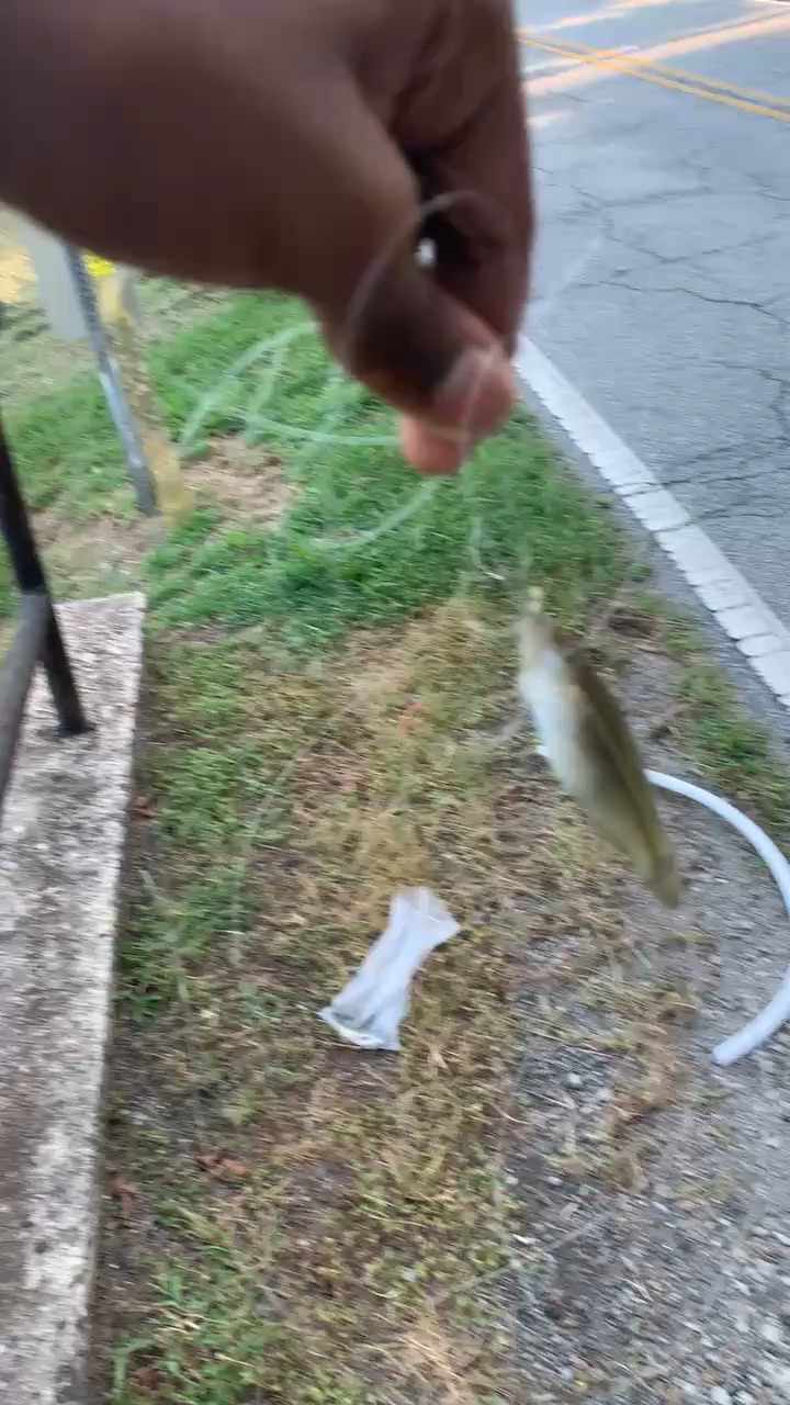 First fish