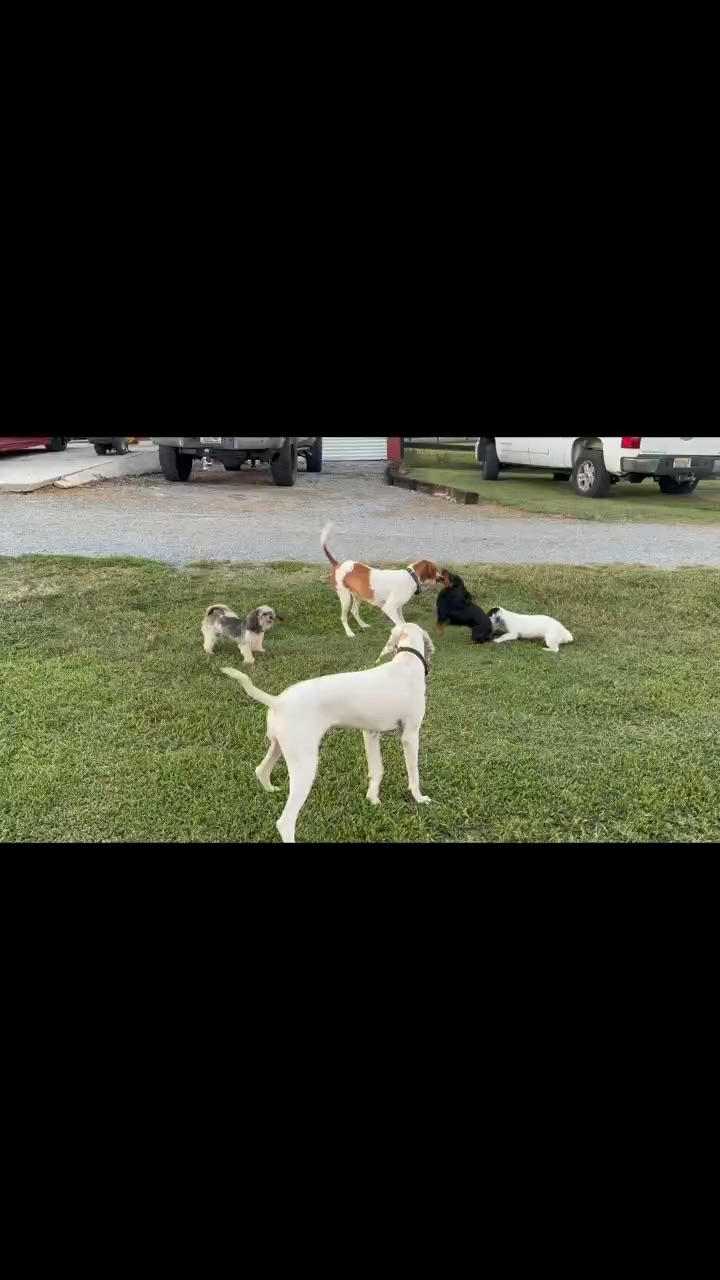When the granddogs come to visit