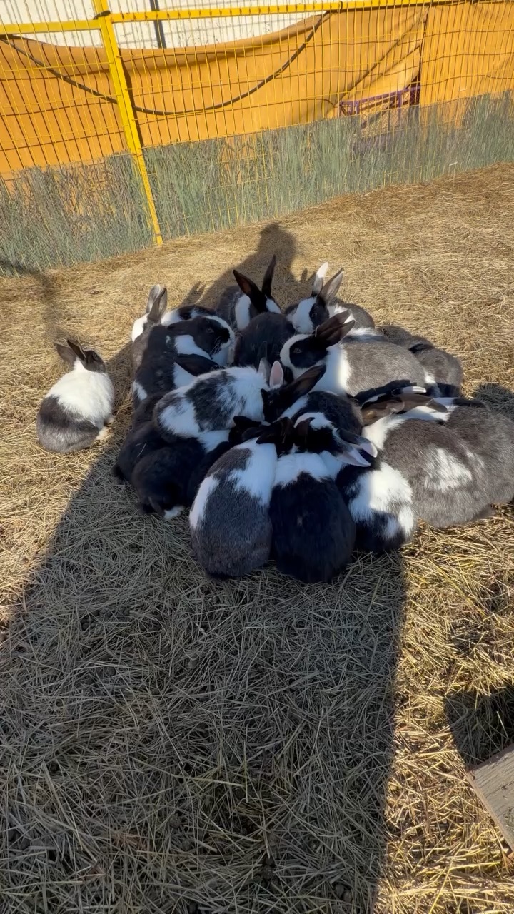 Bunnies