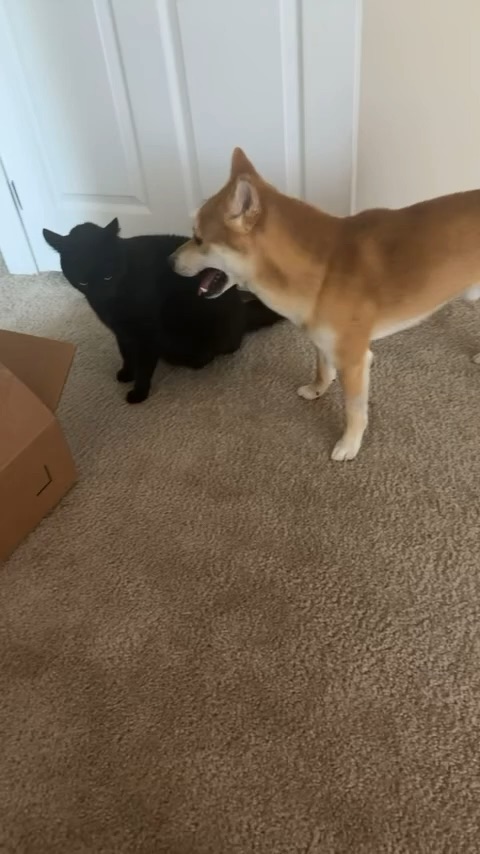 My babies