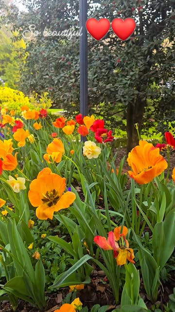 A place like this 🇺🇲❤️ So beautiful #springtime #spring #beautifulday