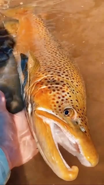 EXTREMELY excited for October! 🍂🎣 If you want to chase solid gold this fall, we’re booking Fall Float Trips now. Th...
