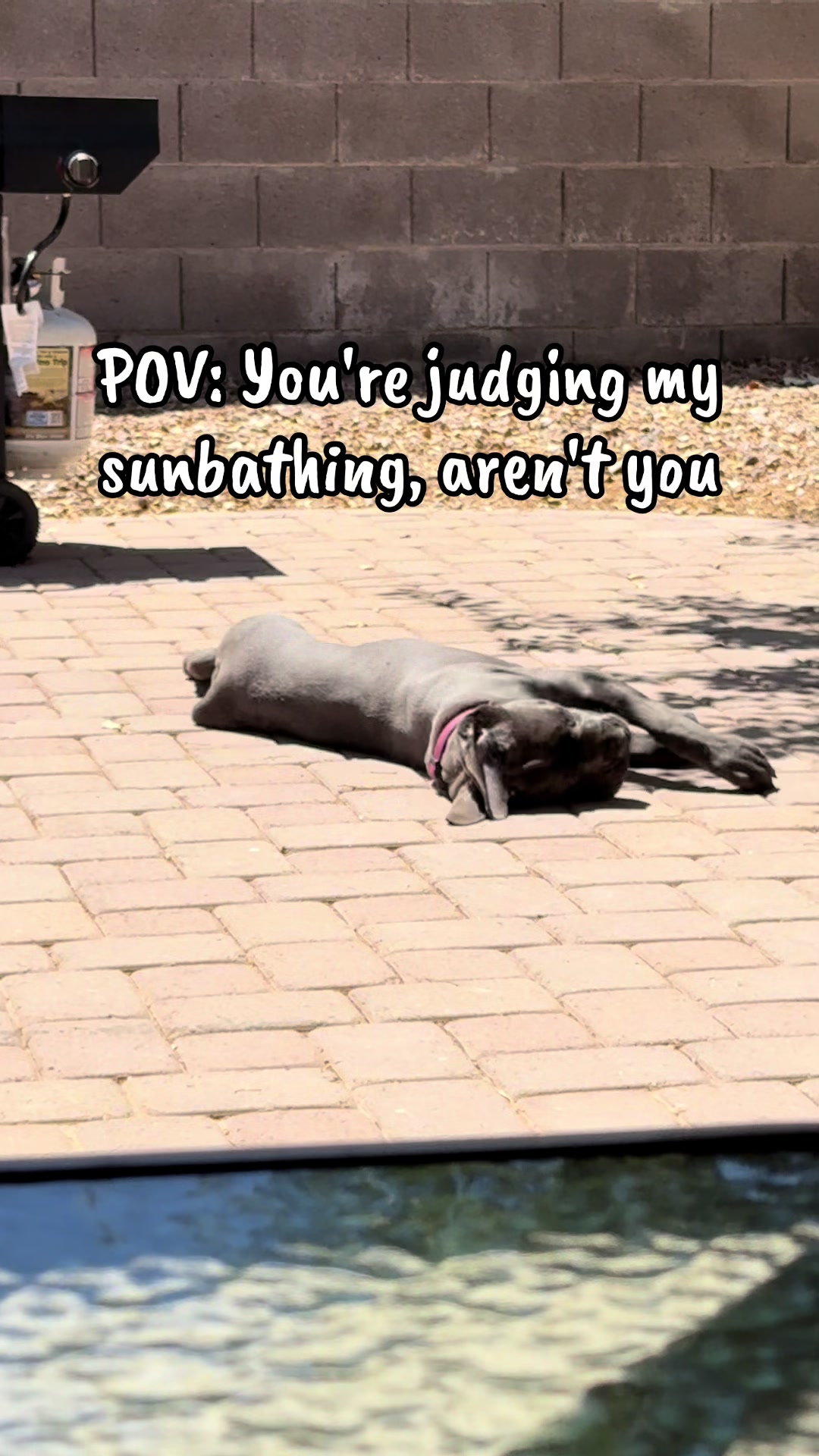Just a dog enjoying the sun #canecorso #puppytok #dogsoftiktok #bigdog #fyp