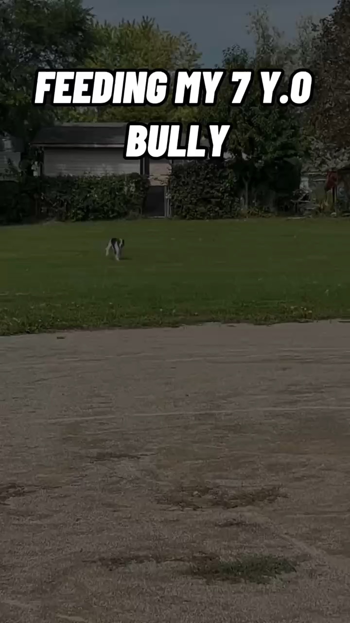 Feeding My 7 Y.O Bully