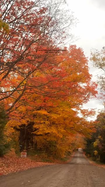 “If autumn had a favourite road, this would be it.” #autumn #fallleaves #heavenonearth #autumnroad #godcreation
