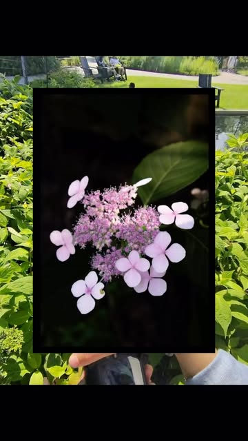 A glimpse through my lens.📸 #pov #photographer #photography #flowers #instaedits . . . . Keywords: flower photograph...