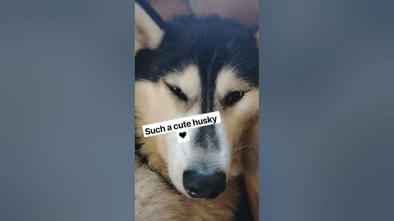 #shorts #viral #fyp #explore #husky #dog #cutedog #cute #puppy #puppies #puppylove #dogshorts