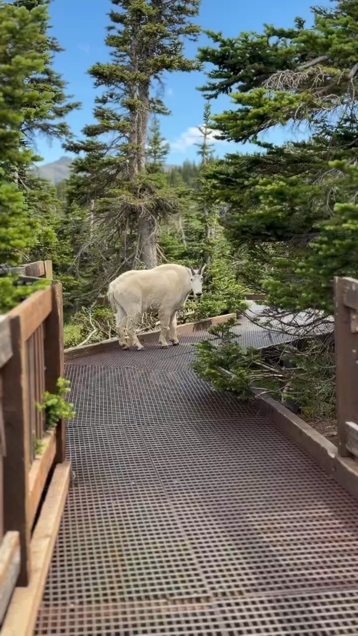 Mountain goat