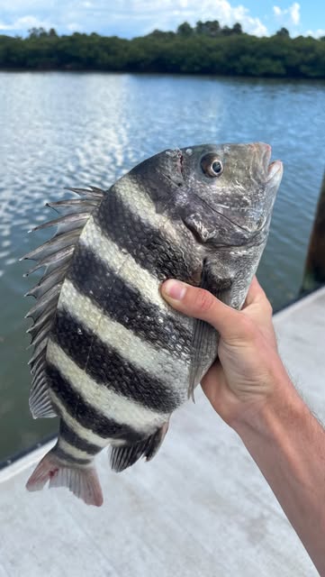 🐑 Catch & Cook🔥 #fishing #dyingbreed #floridafishing #sheepshead #snook