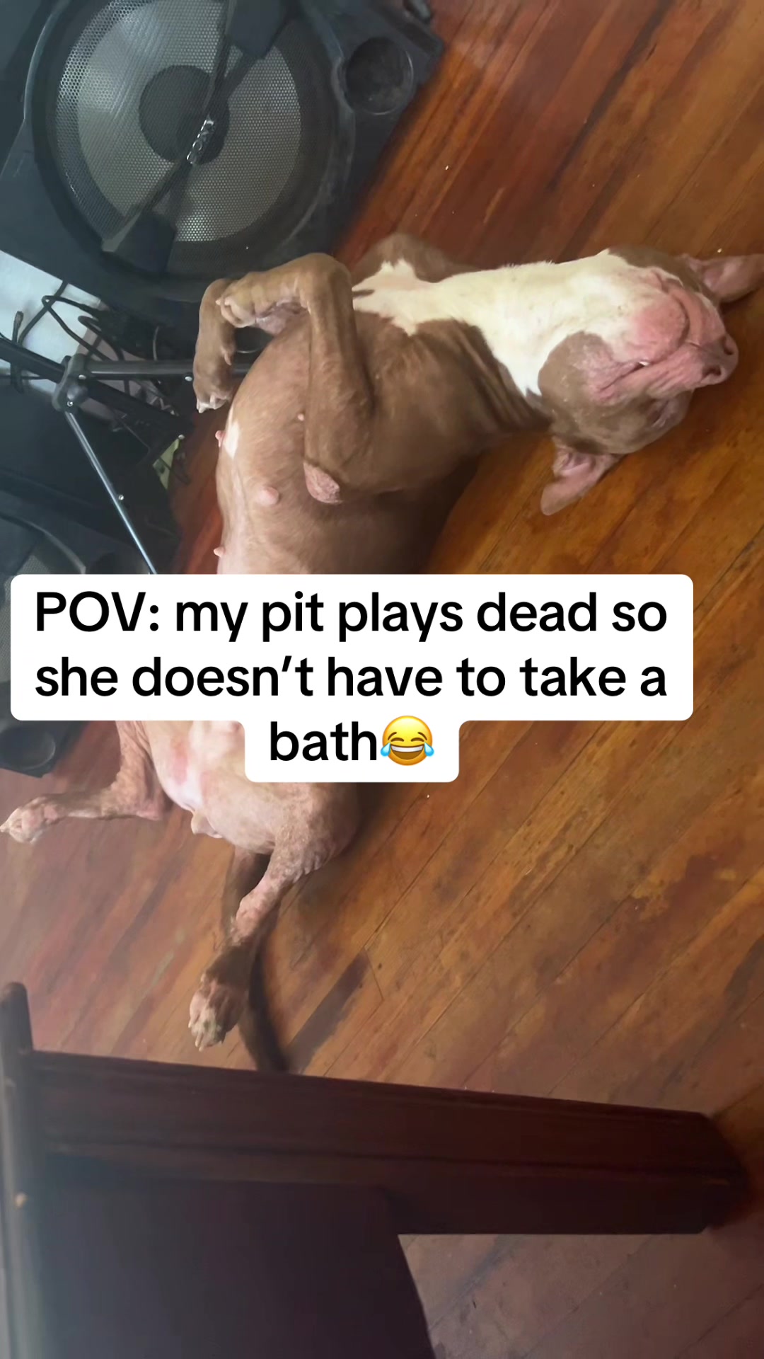 Nyla is overly dramatic 😂😂#pitbull #staffysoftiktok #rednosepitbull