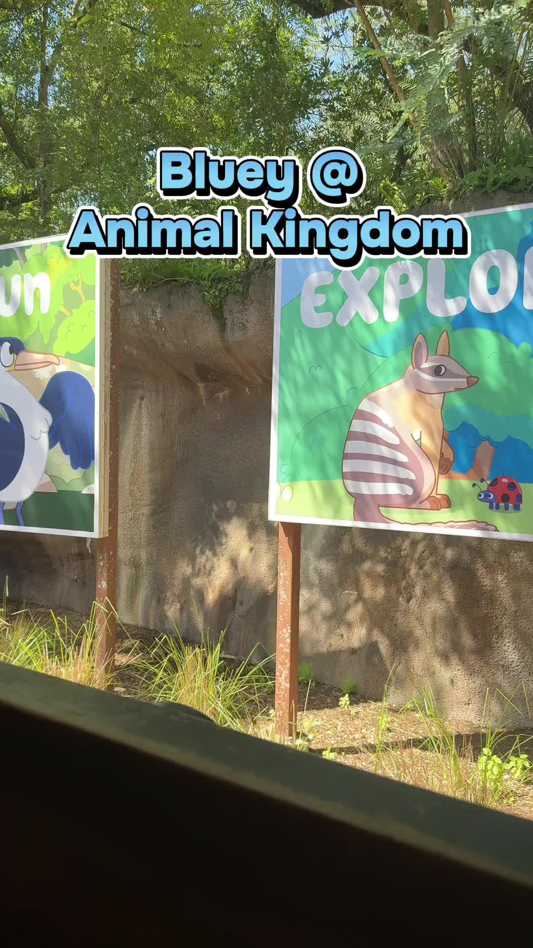 The bluey experience at Animal Kingdom was a huge hit! #bluey #animalkingdom #animalkingdomdisney #blueytok #disneytok