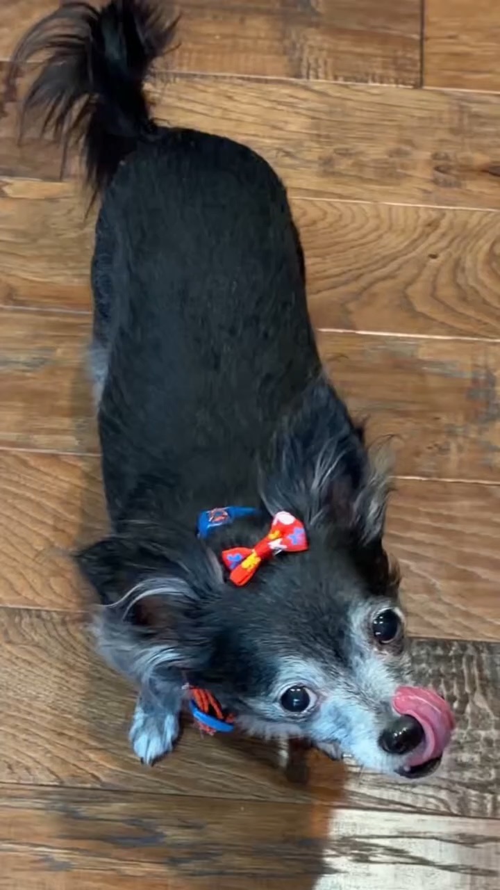 Happy Howl Dog Food - ASMR
