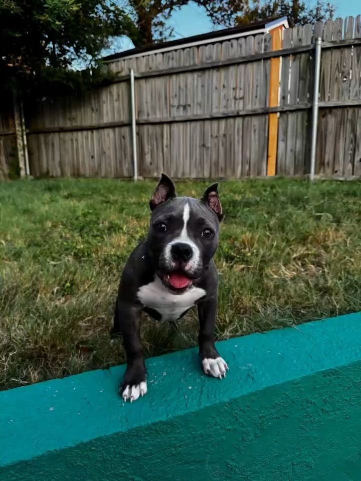 Dog POV