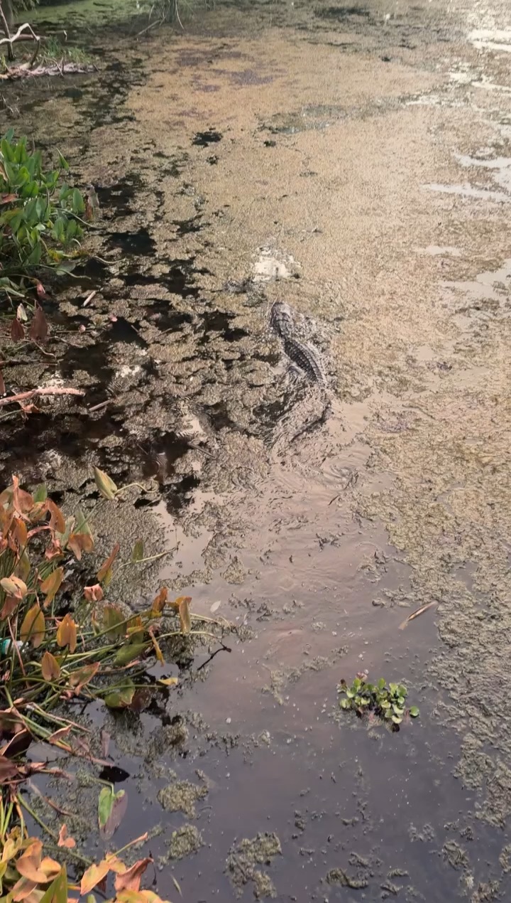 Gator