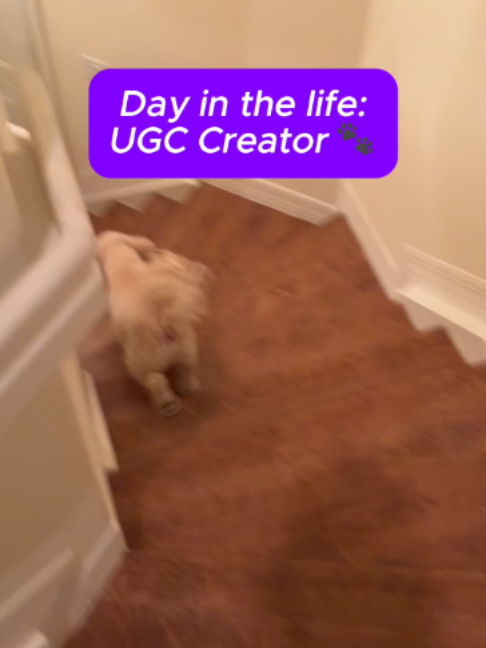 Day in the life of a UGC creator 🐾 Morning walk with Sofia, grooming day...and a coffee-and-laptop workday at Panera...