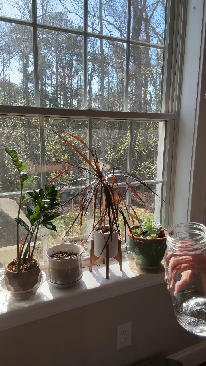 Plants