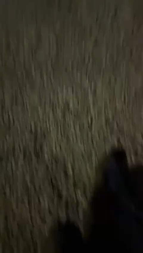 Cornwall fight